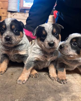 Cuccioli di Australian Cattle dog blue