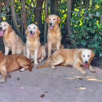 Golden retriever