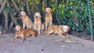 Golden retriever