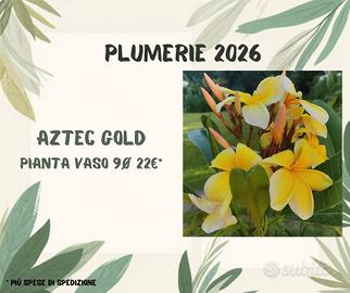 Piante di Plumeria assortite