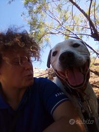 Dog sitter/dog walker