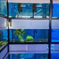 acquario batteria allevamento negozio 