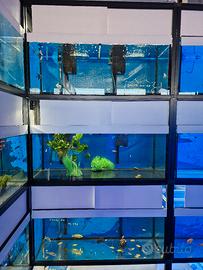 acquario batteria allevamento negozio 