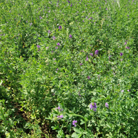 Erba medica e Foraggio