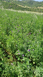 Erba medica e Foraggio