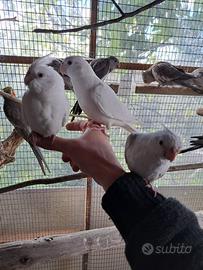 Uccelli calopsite calopsitta allevati a mano