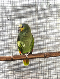 Pappagallo amazona amazonica