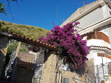Casa vacanze annuale vicino al mare Acciaroli (SA)