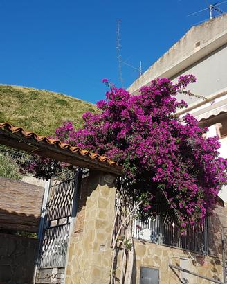 Casa vacanze annuale vicino al mare Acciaroli (SA)