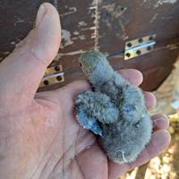 Reseicollins da imbecco