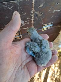 Reseicollins da imbecco