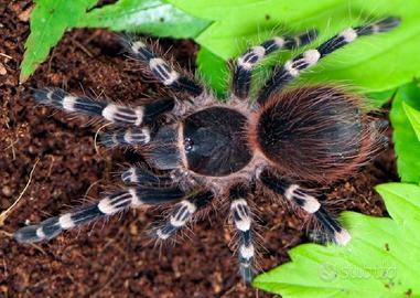 Achantoscurria geniculata