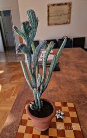 Senecio Stapeliiformis