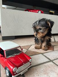 Yorkshire terrier