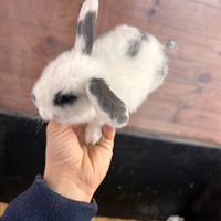 Conigli nani ariete e testa di leone