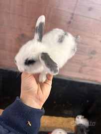 Conigli nani ariete e testa di leone