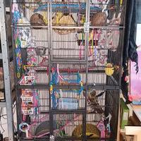 Gabbia + ruote per petauri dello zucchero