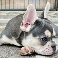 Bulldog francese blu