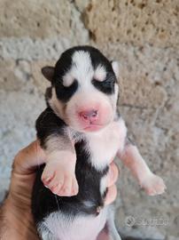 Cucciola di siberian Husky