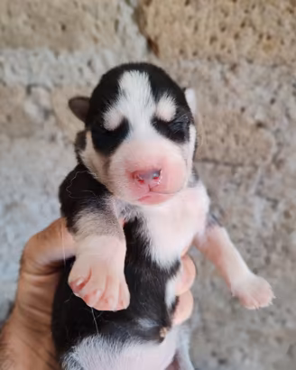 Cucciola di siberian Husky