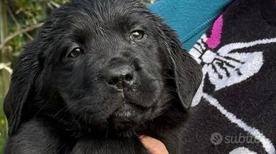 Cucciola Labrador Retriever