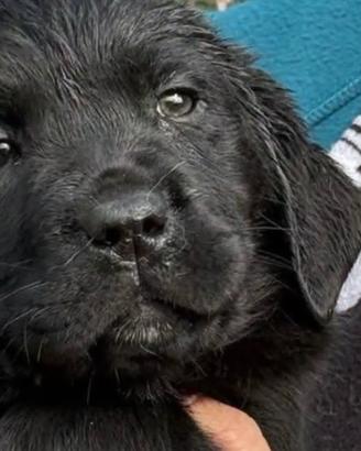 Cucciola Labrador Retriever