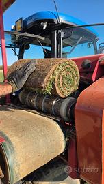 Prato pronto a rotoli - Festuca