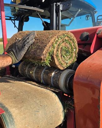 Prato pronto a rotoli - Festuca