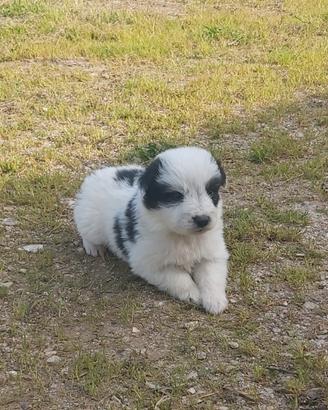 Border collie