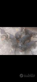 cani rottweiler 