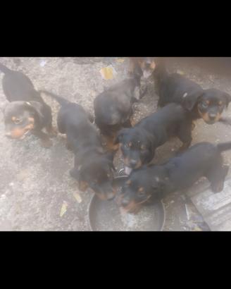 cani rottweiler 