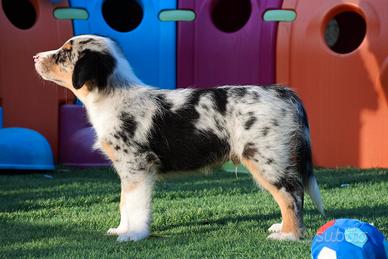 Cuccioli di Australian shepherd