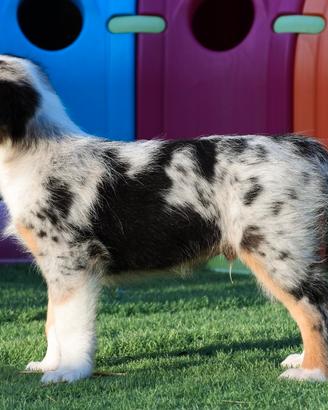 Cuccioli di Australian shepherd