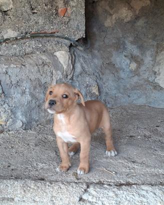 Cucciolo pitbull vaccinato 2 mesi