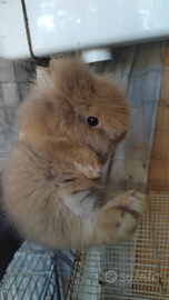 Coniglio testa di leone