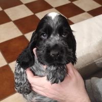 Cocker spaniel cucciolo
