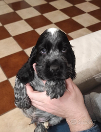 Cocker spaniel cucciolo
