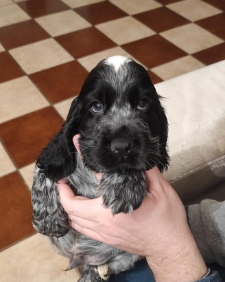 Cocker spaniel cucciolo