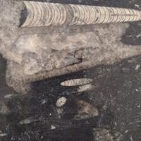 Piatto in pietra con veri fossili