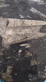 Piatto in pietra con veri fossili