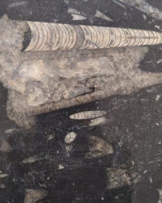 Piatto in pietra con veri fossili