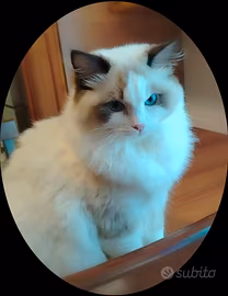Ragdoll in rehoming 