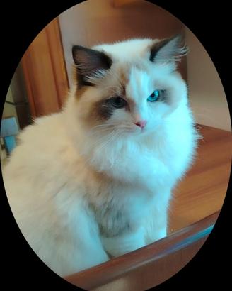 Ragdoll in rehoming 