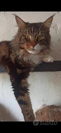 Maschio Maine Coon