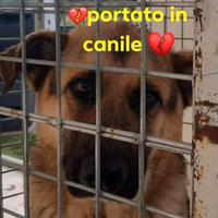 Rex pastore tedesco 10 anni