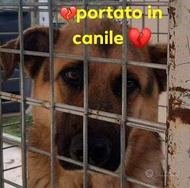 Rex pastore tedesco 10 anni