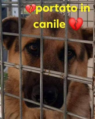 Rex pastore tedesco 10 anni