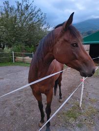 Cavallo