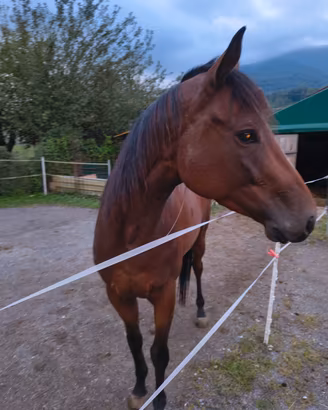 Cavallo