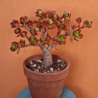 Pianta grassa Crassula Ovata Jade Plant